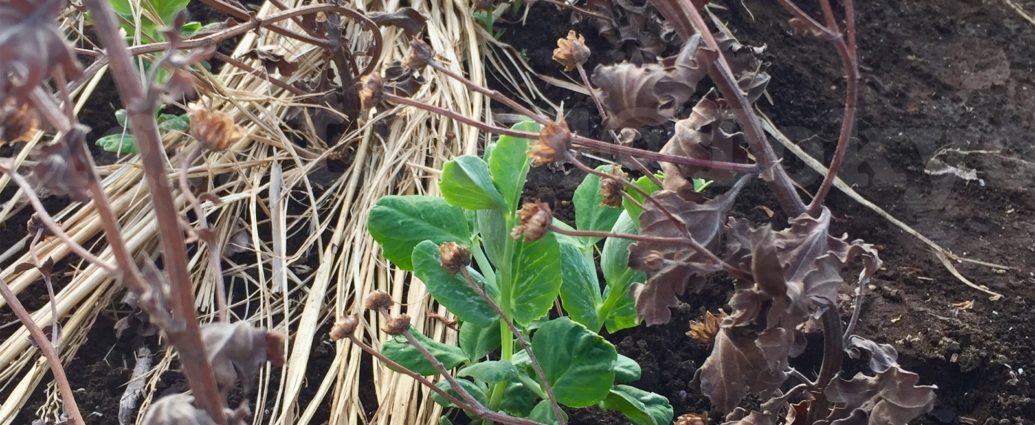 菊の霜よけ