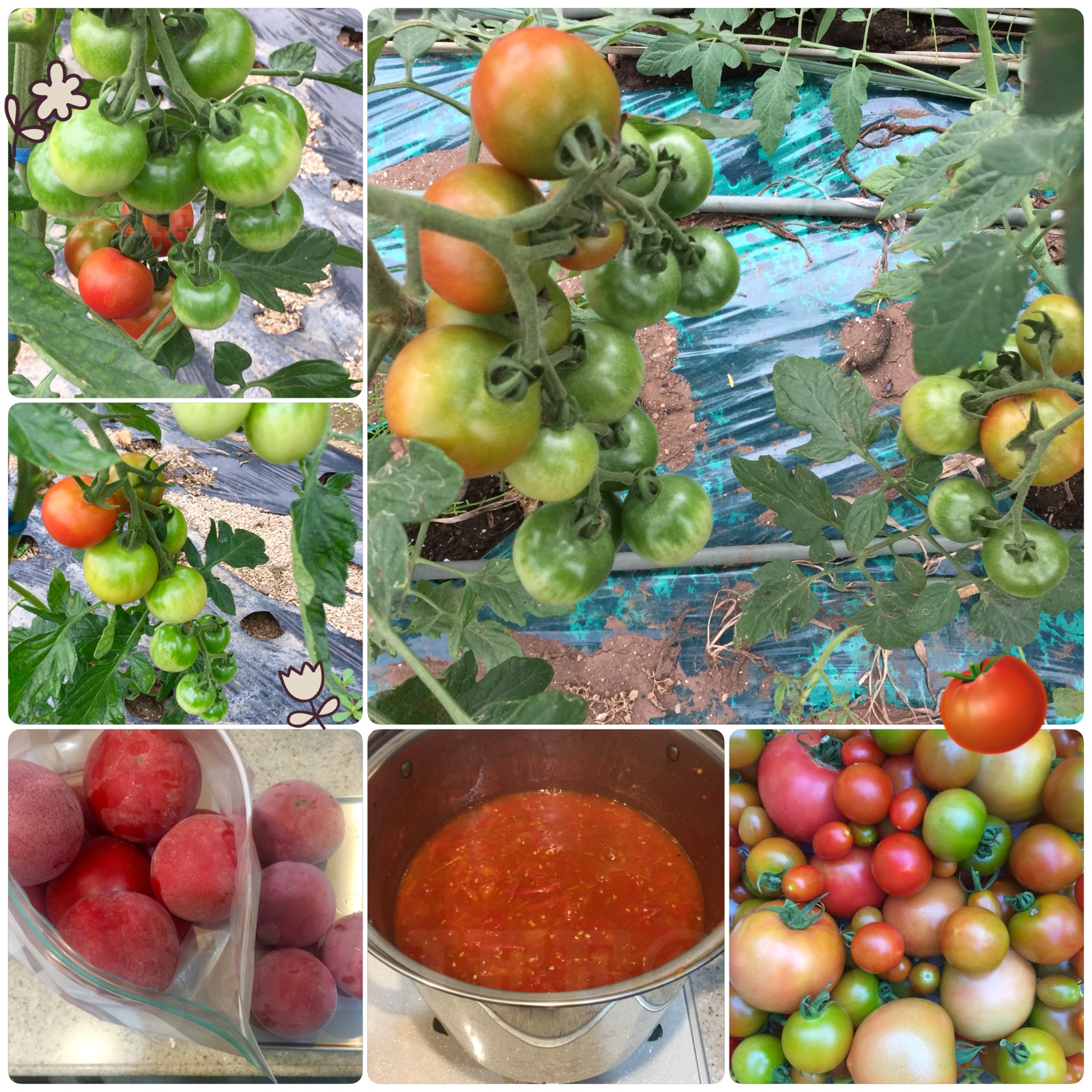 トマト栽培（タマネギの後作～穴あきマルチ再利用～）